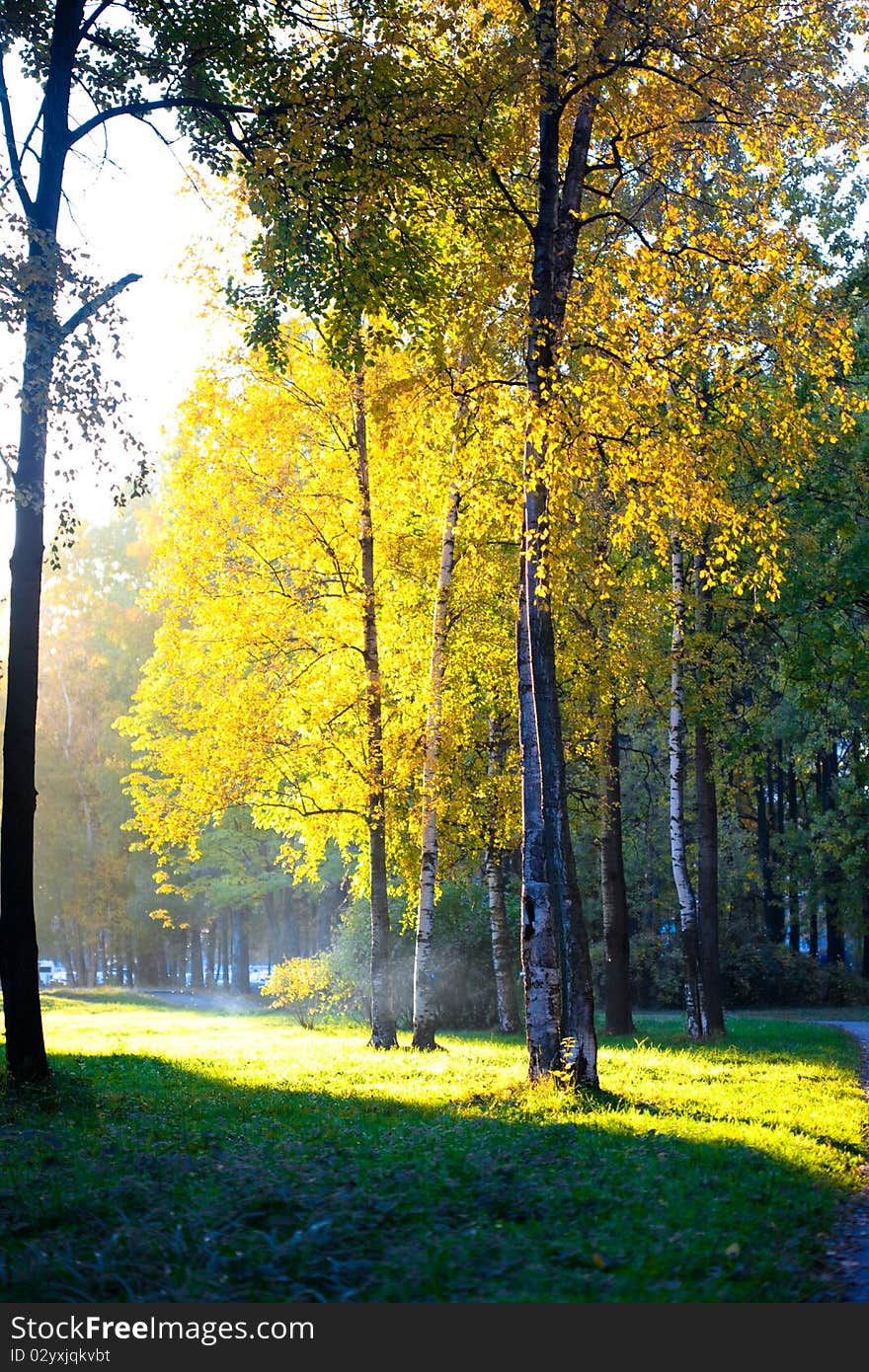 Autumn landscape, trees in wood