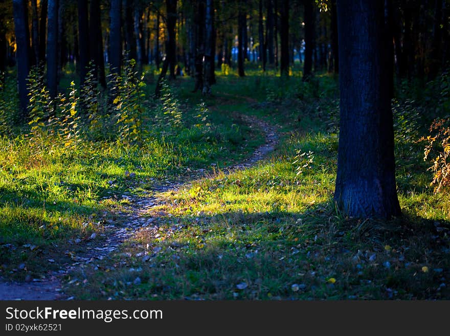 Mysterious wood, Footpath in a wood thicket