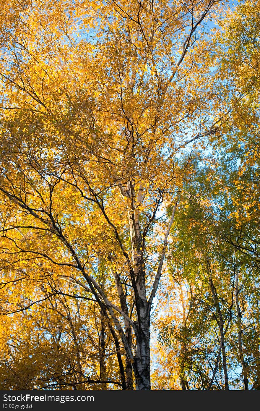 Autumn landscape, trees in wood