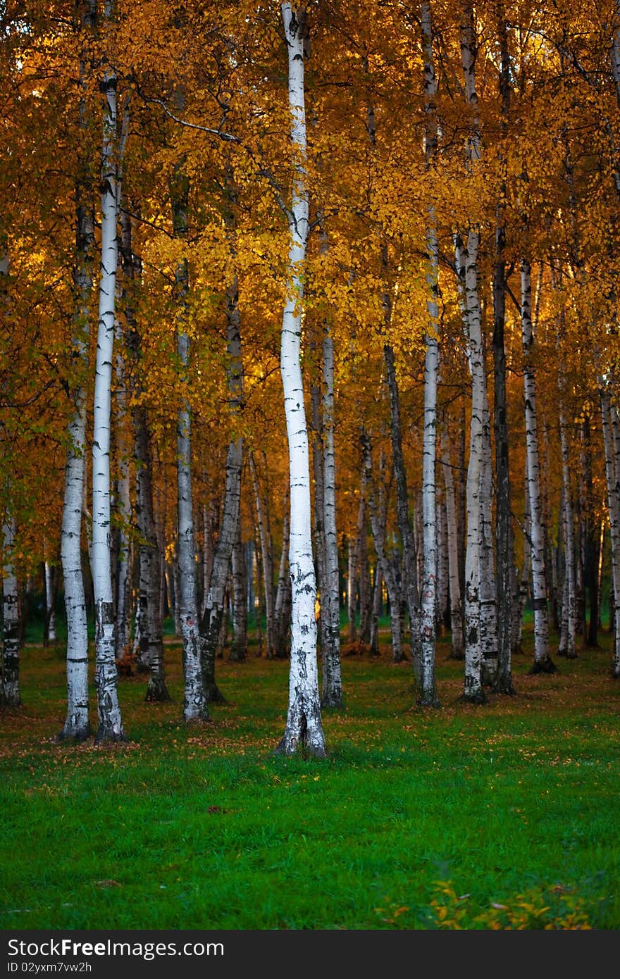 Autumn landscape, trees in wood