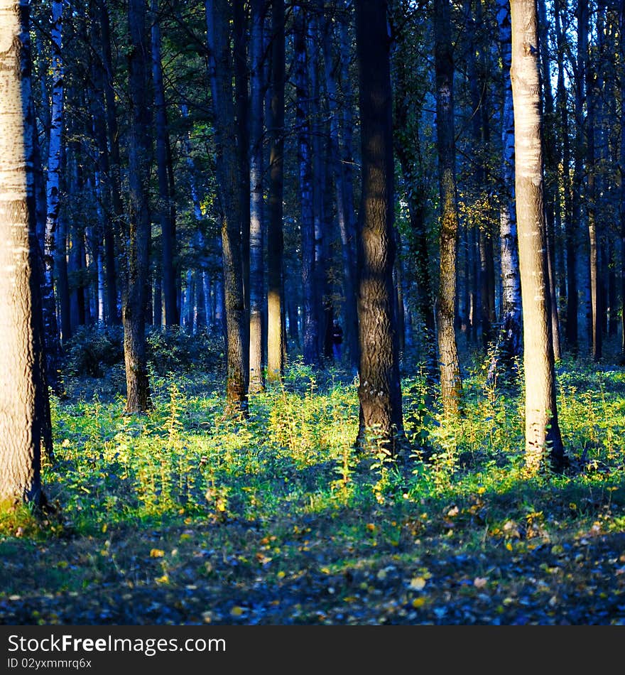 Autumn landscape, trees in wood