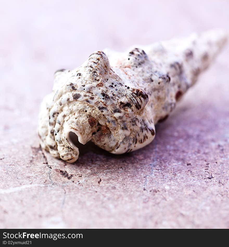 Shell on a stone background