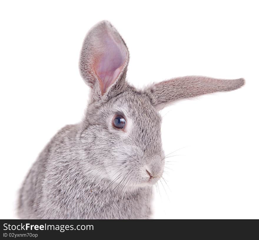 Little rabbit on a white background