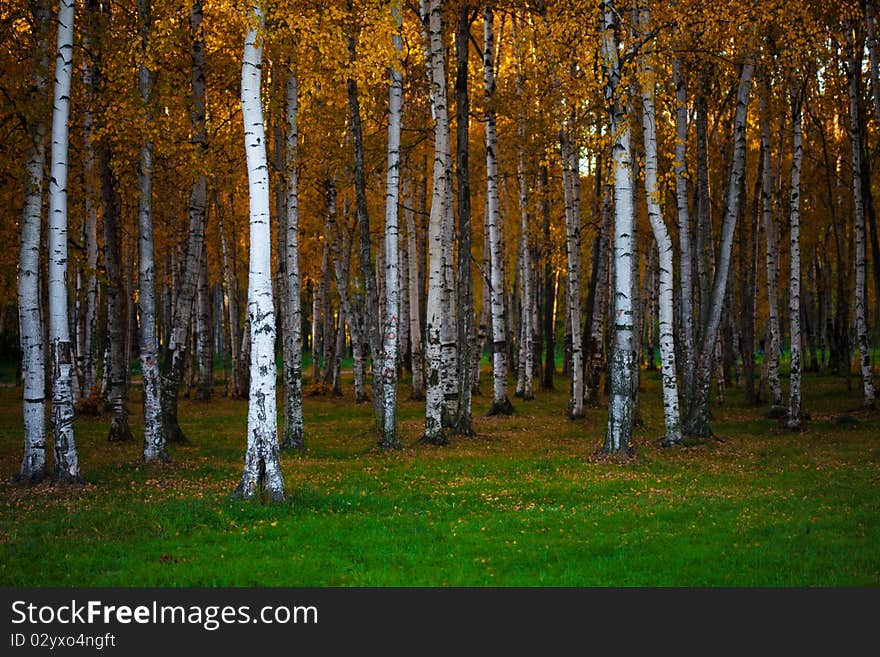 Autumn landscape, trees in wood