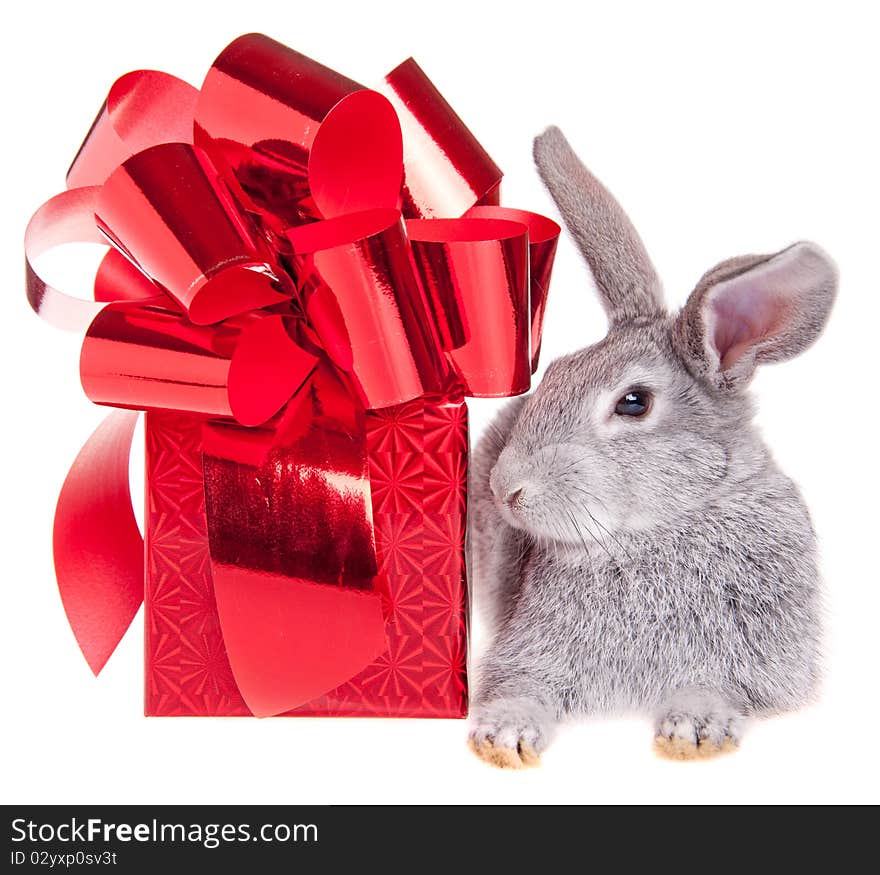 Little rabbit on a white background with a gift