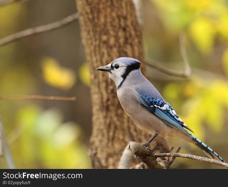 Blue Jay, Cyanocitta cristata, perched on a tree branch