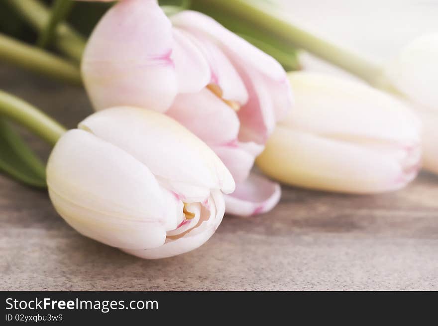 Pink Tulips Close Up