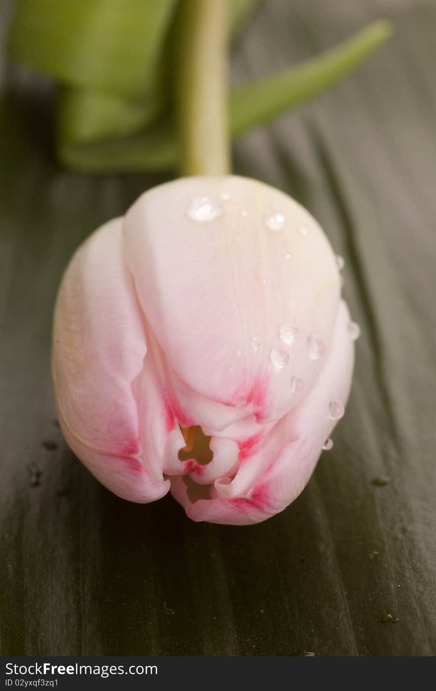 Pink tulip close up