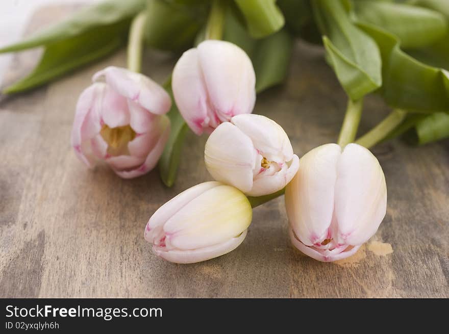 Pink Tulips Close Up