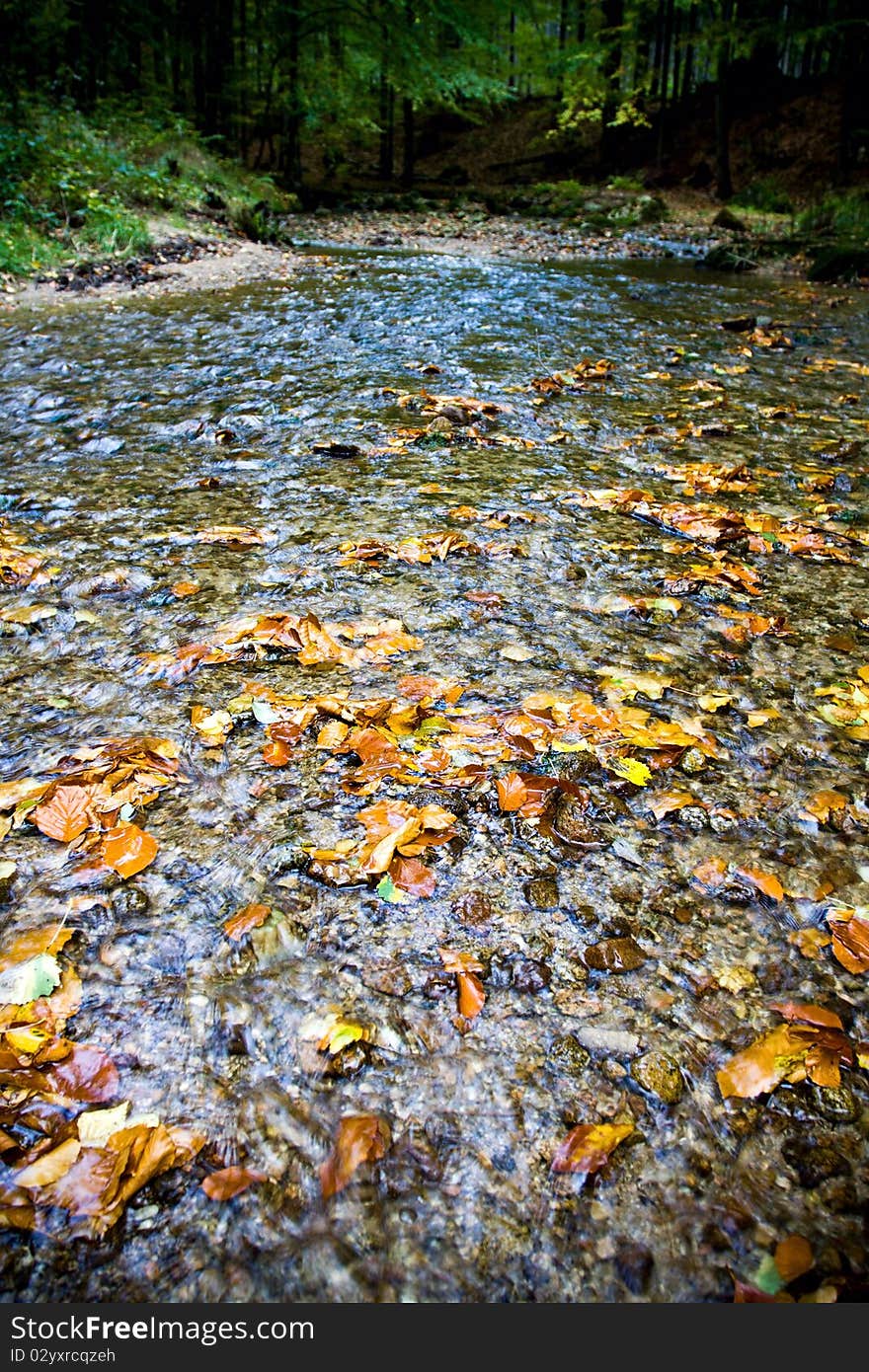 Autumn leaves in forest and spring. Autumn leaves in forest and spring