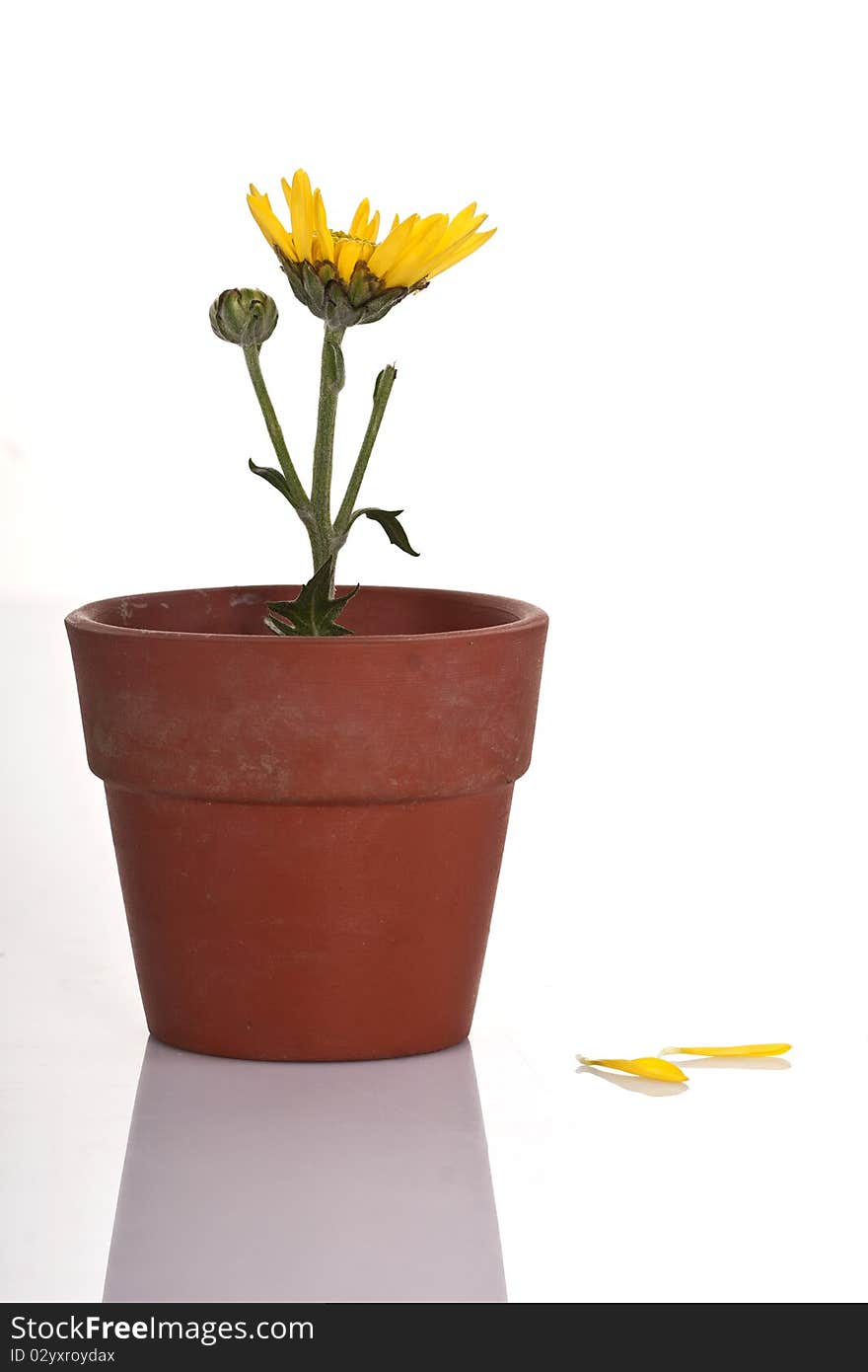 Yellow flower in a small flowerpot