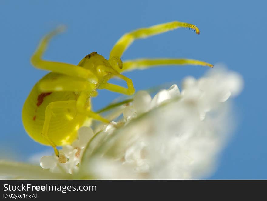 Crab spider sitting on a flower