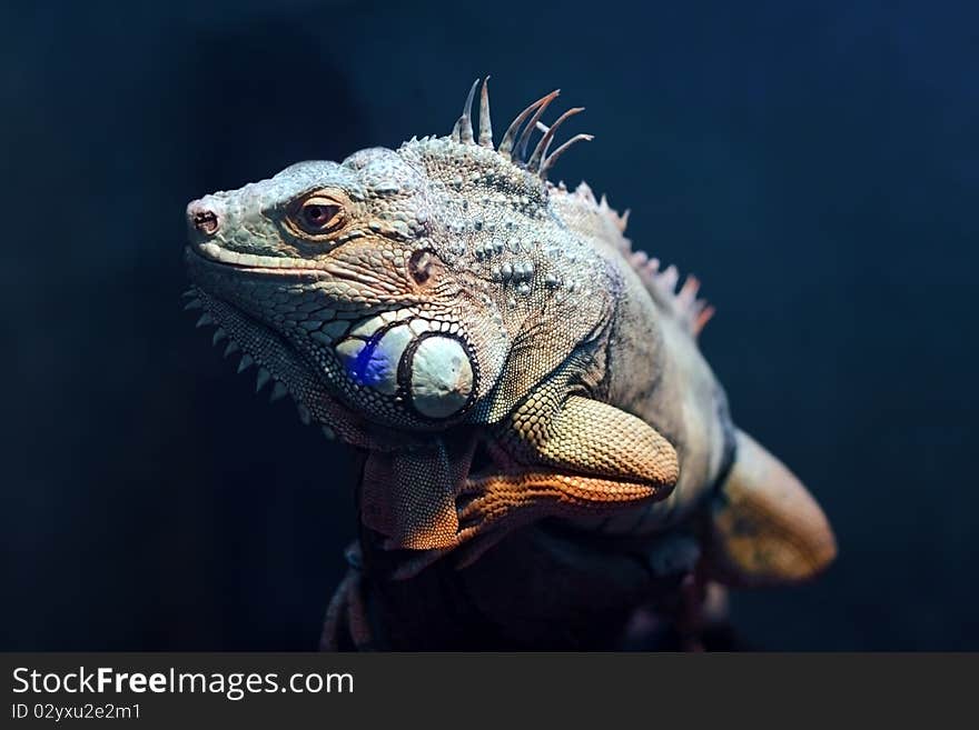 Iguana