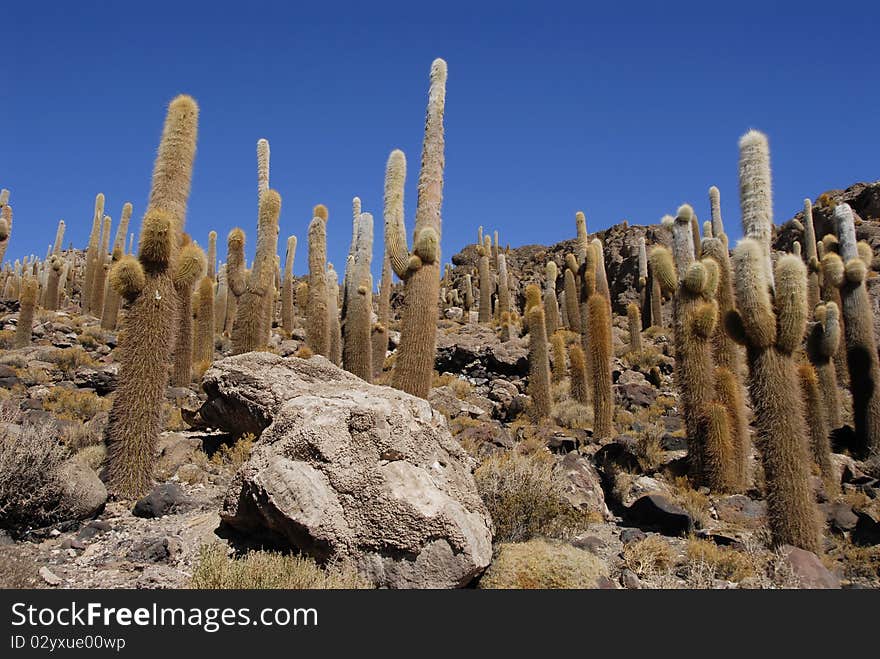 Trichoreus cacti at Incahuasi, Salar de Uyuni, Bolivia