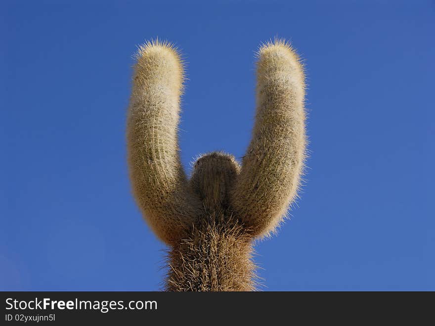 Trichoreus cactus at Incahuasi, Salar de Uyuni, Bolivia. Trichoreus cactus at Incahuasi, Salar de Uyuni, Bolivia