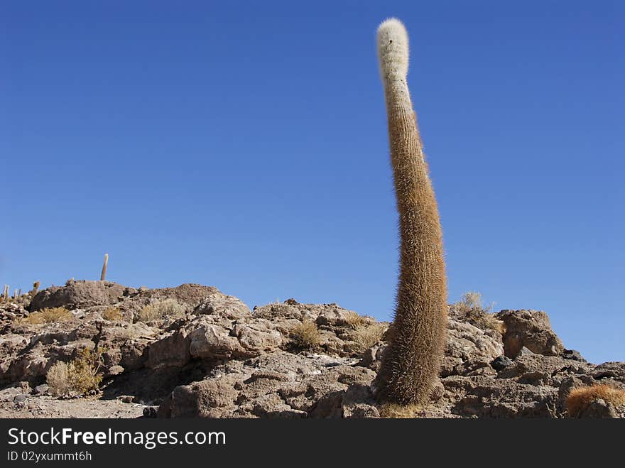 Trichoreus cactus at Incahuasi, Salar de Uyuni, Bolivia. Trichoreus cactus at Incahuasi, Salar de Uyuni, Bolivia