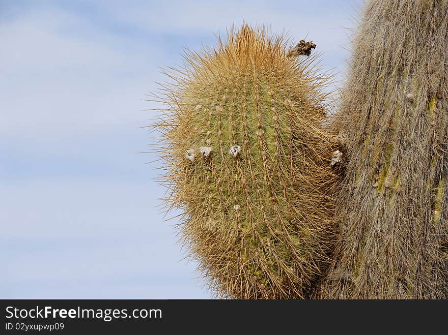 Trichoreus cactus at Incahuasi, Salar de Uyuni, Bolivia. Trichoreus cactus at Incahuasi, Salar de Uyuni, Bolivia