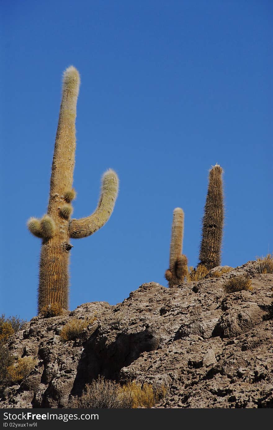 Trichoreus cacti at Incahuasi, Salar de Uyuni, Bolivia