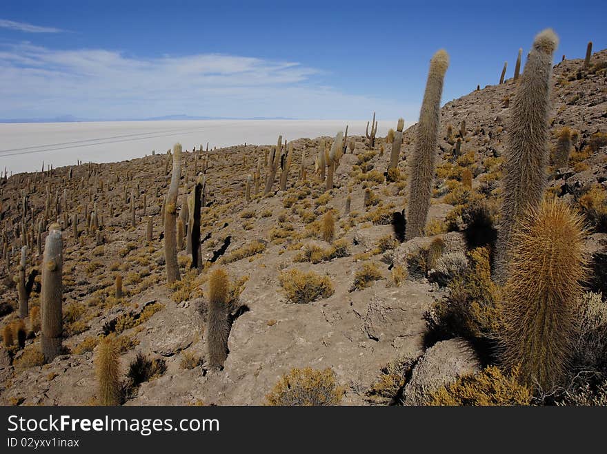 Trichoreus cacti at Incahuasi, Salar de Uyuni, Bolivia