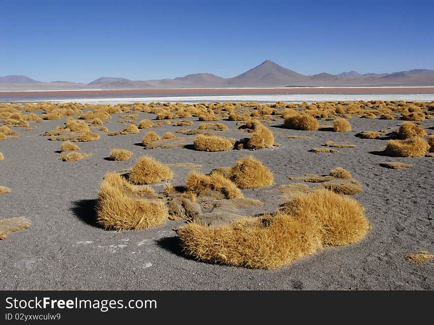 Laguna Colorada, a red colored lake in Bolivian Altiplano