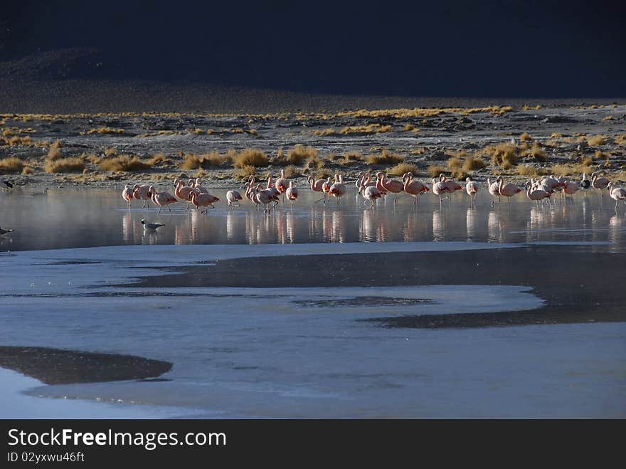 Flamingos in Salar de Chalviri