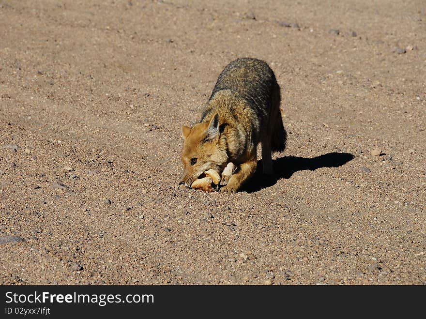 Desert fox walking through Dali's desert, Bolivia. Desert fox walking through Dali's desert, Bolivia