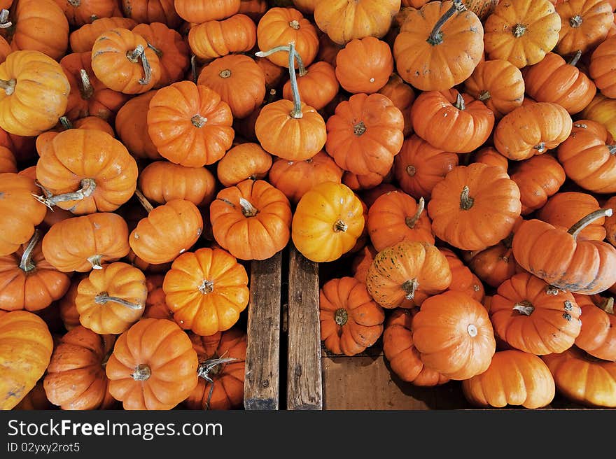 Mini pumpkins piled together on a wooden farm stand