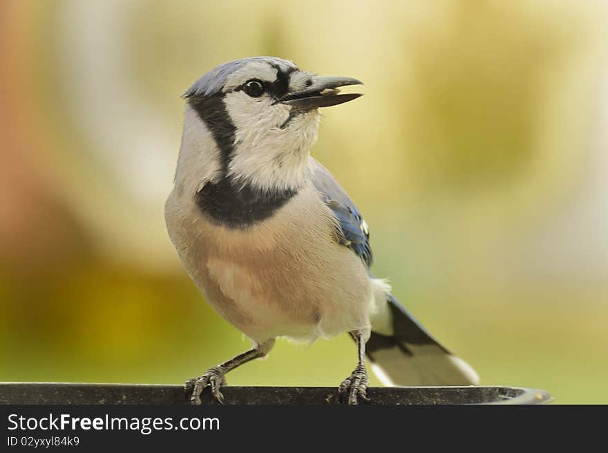 A Bluejay Sitting On Edge of Feeder. Close up of bird with lots of detail in the feathers.