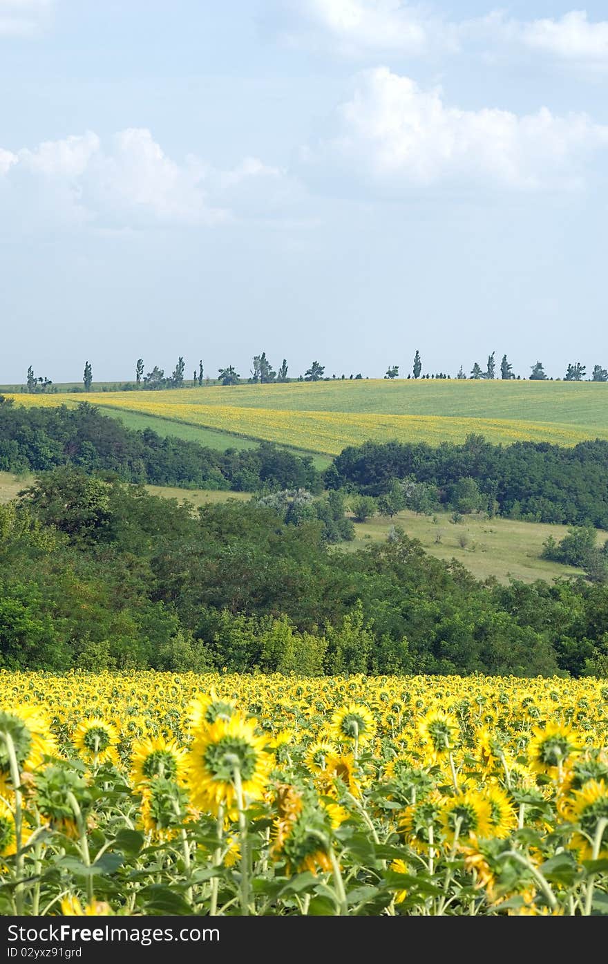 Sunflower field