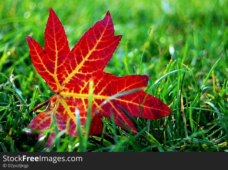 Beautiful contrast of a red maple leaf on a green carpet of grass. Beautiful contrast of a red maple leaf on a green carpet of grass...