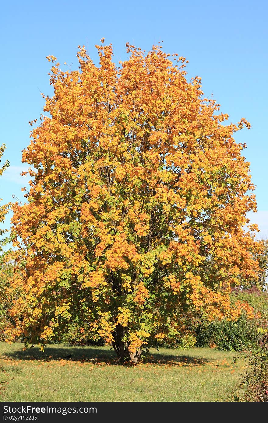 Autumn maple tree in city park. Autumn maple tree in city park