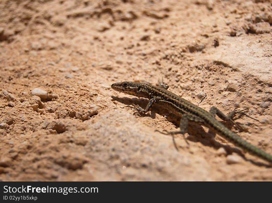 Detail of a common lizard