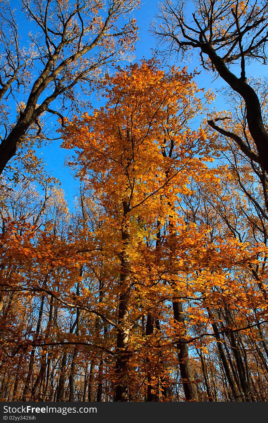 Tree in the autumn forest