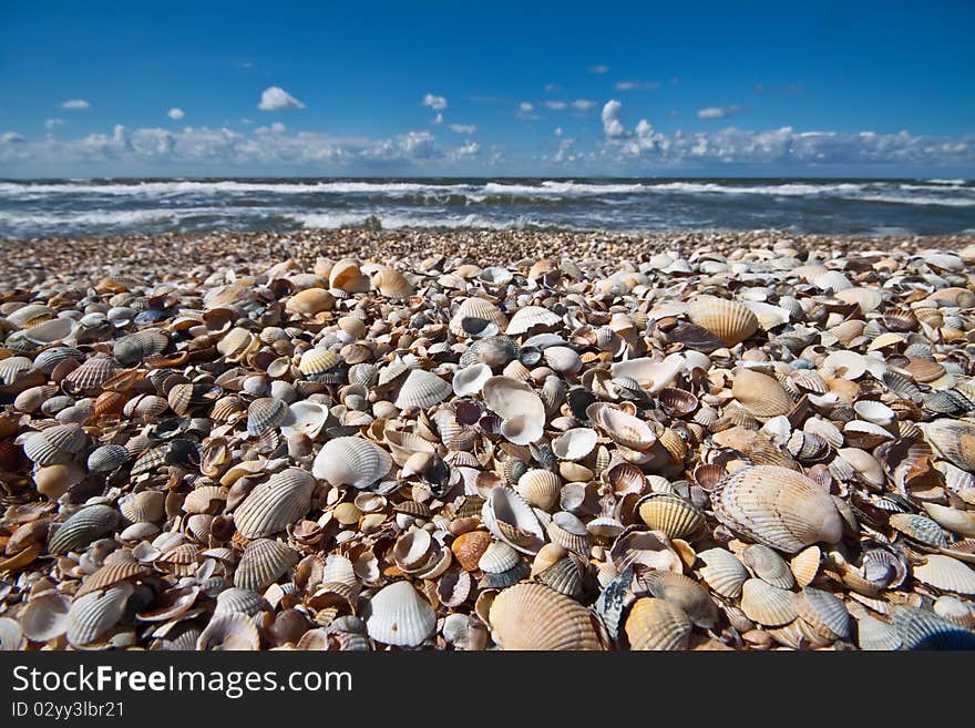 Pretty seashells on beach with clouds in distance. Pretty seashells on beach with clouds in distance