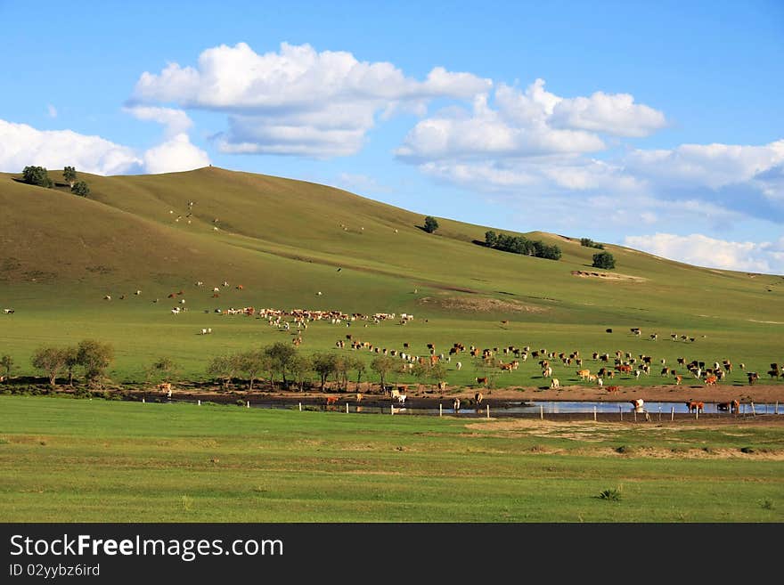 Herd on the meadow with river