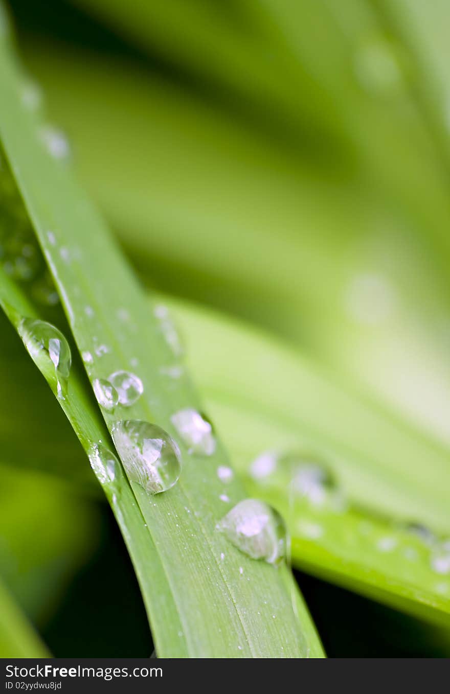 Shallow focus of water droplets on green leaves