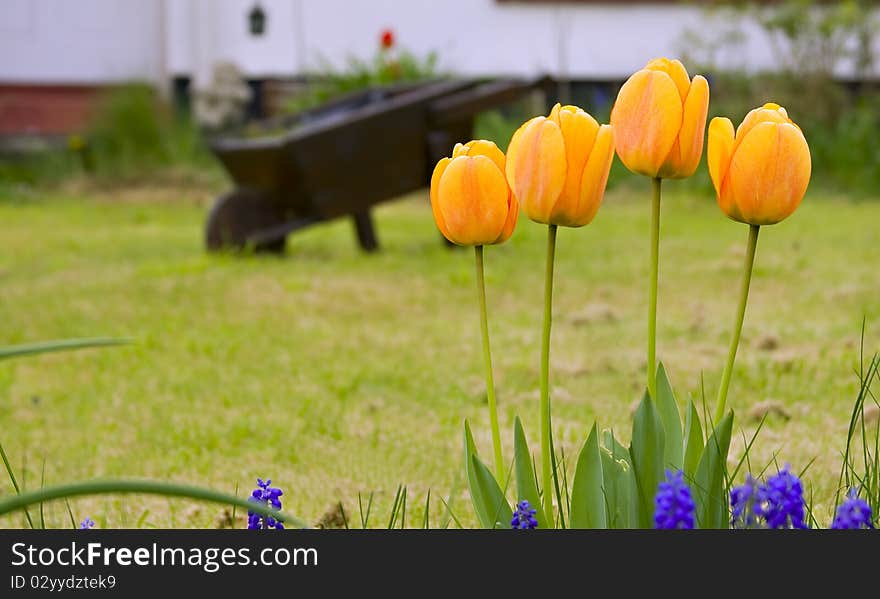 Yellow Tulips Growing In A Garden