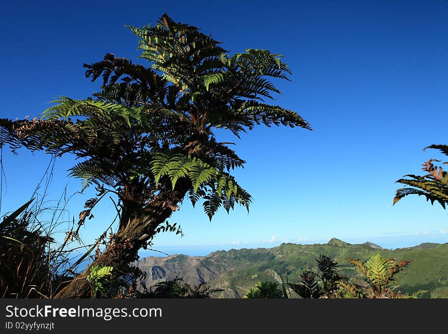 Endemic Tree Fern, Dicksonia Arborescens, growing on Dianas Peak National Park, the highest point on the Island of St Helena. The deep blue South Atlantic Ocean in the background. Endemic Tree Fern, Dicksonia Arborescens, growing on Dianas Peak National Park, the highest point on the Island of St Helena. The deep blue South Atlantic Ocean in the background.