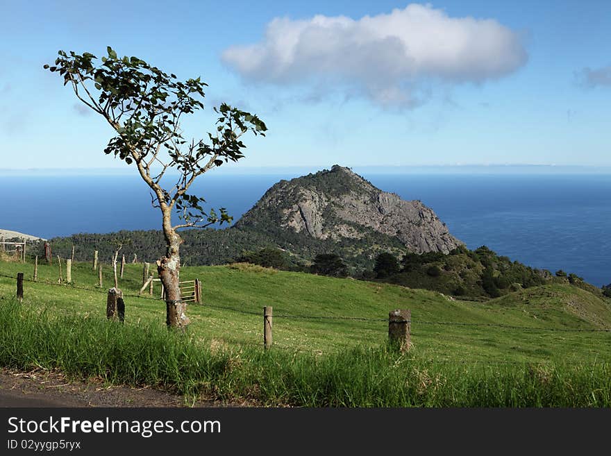 Lush countryside scenery showing High Hill in the distance and a young thorn tree in foreground on St Helena Island. Focus point is distant High Hill. Lush countryside scenery showing High Hill in the distance and a young thorn tree in foreground on St Helena Island. Focus point is distant High Hill