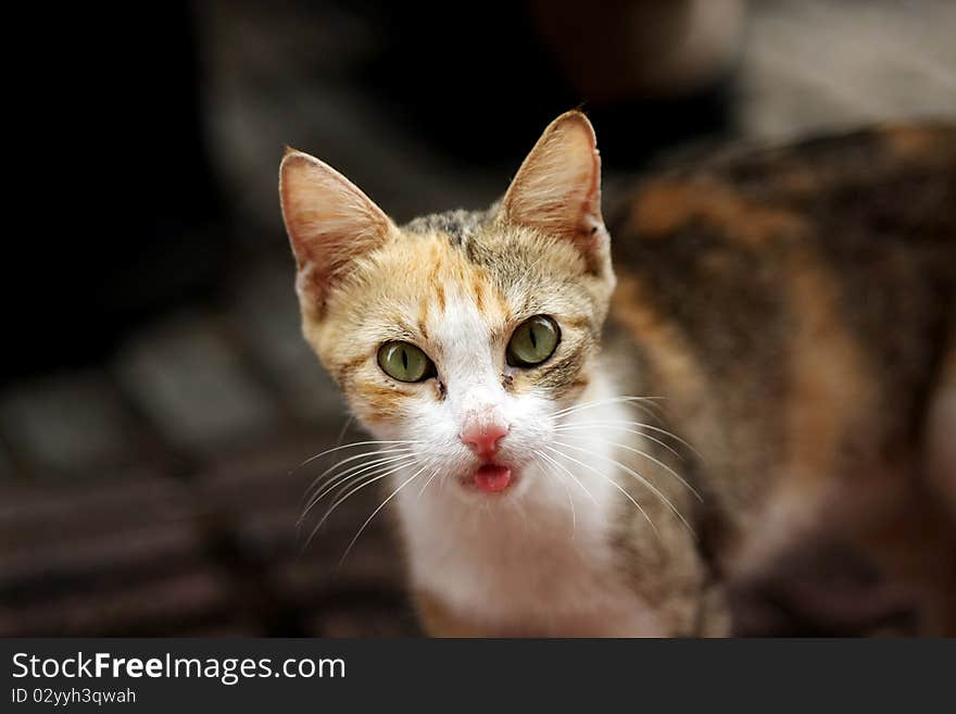 Feral female cat on the street focused on camera with tongue out. Feral female cat on the street focused on camera with tongue out.