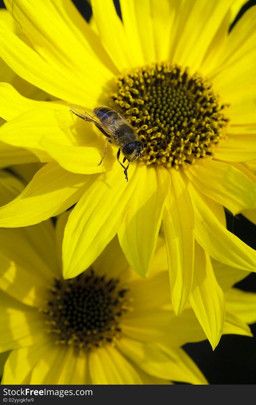 Close-up bee on a yellow flower collects nectar. Close-up bee on a yellow flower collects nectar