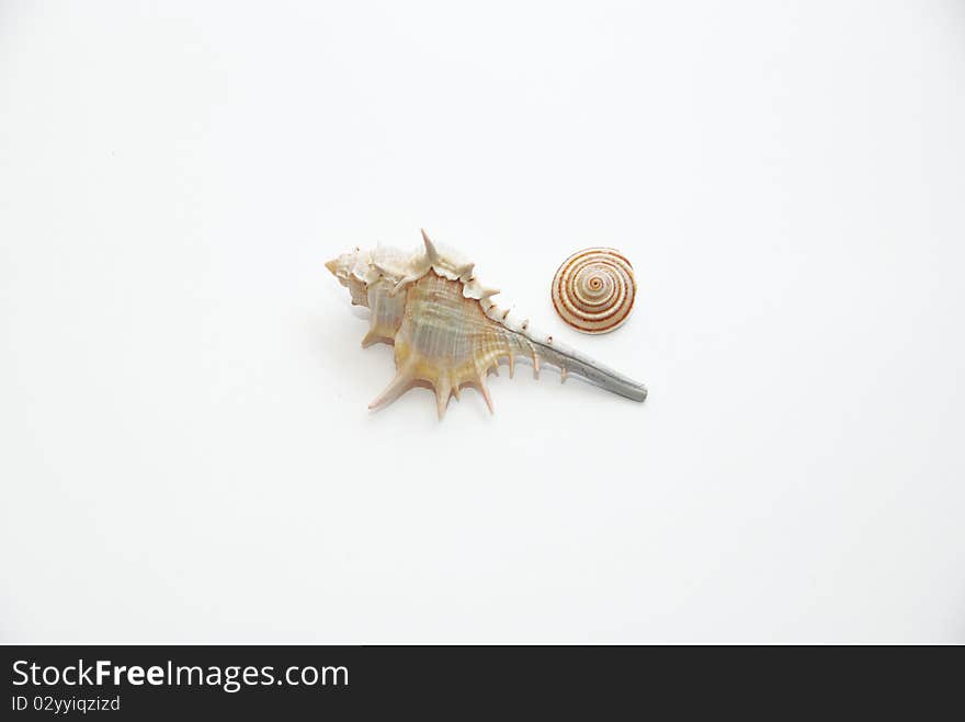 Two beautiful seashells on a white background. Two beautiful seashells on a white background