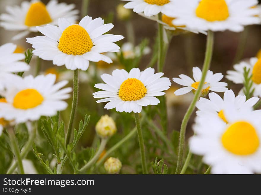 Close-up of white garden chamomiles