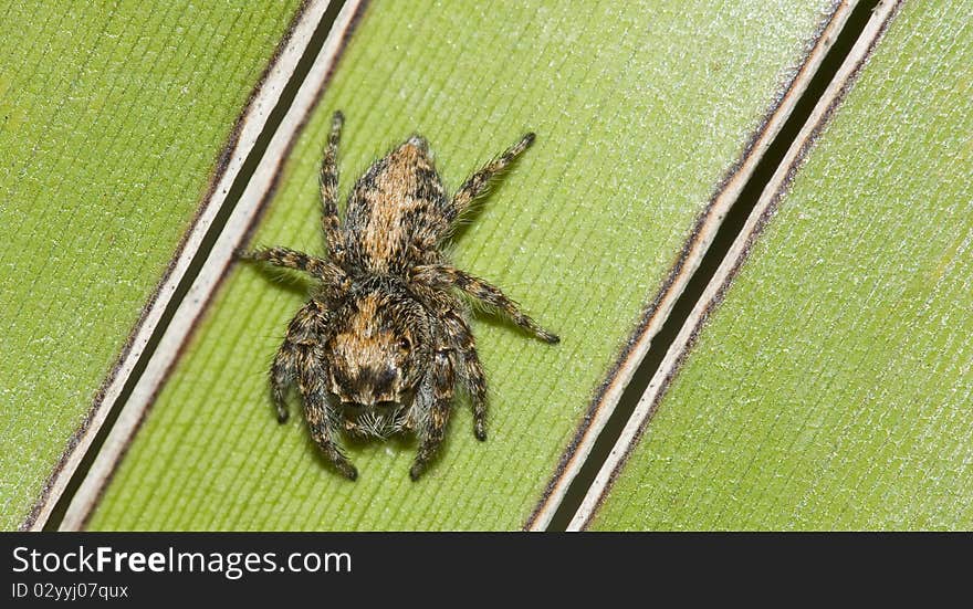 Jumping Spider On Green