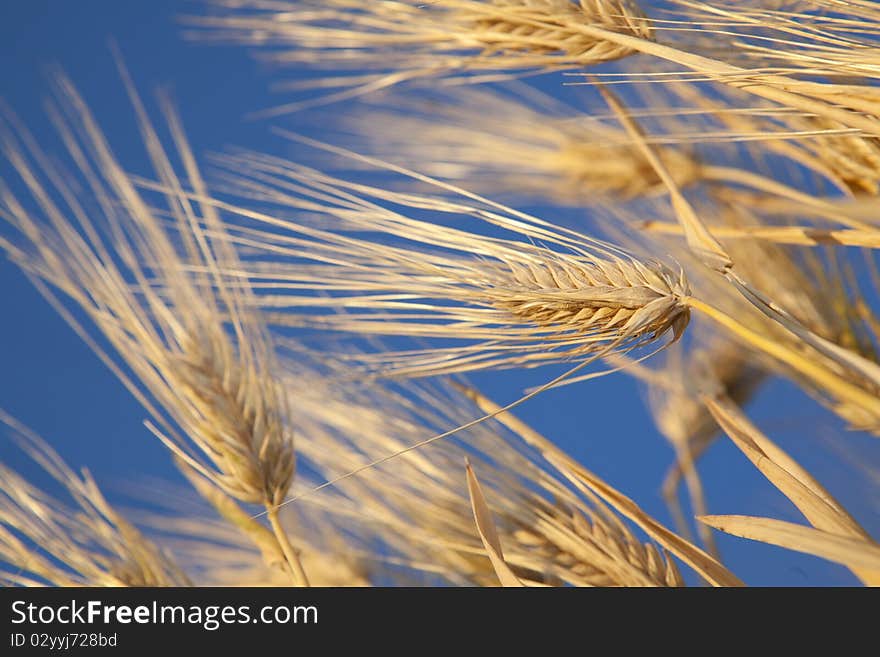 Golden ears in the field lit by the rising sun against blue sky