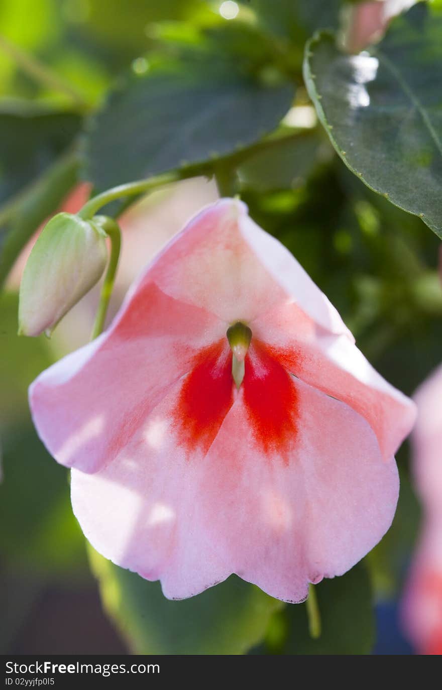 Pink flower