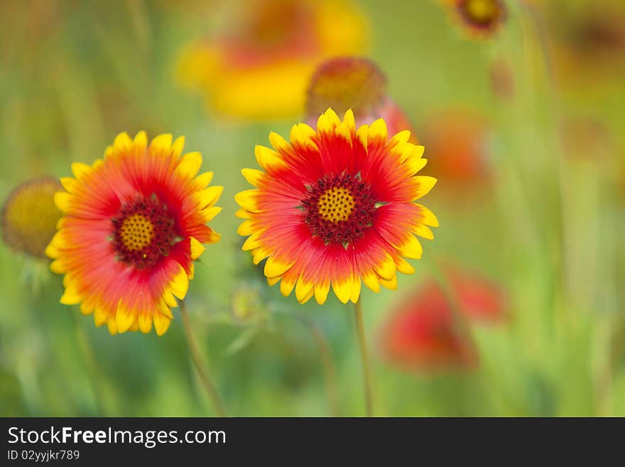 Yellow And Red Flower