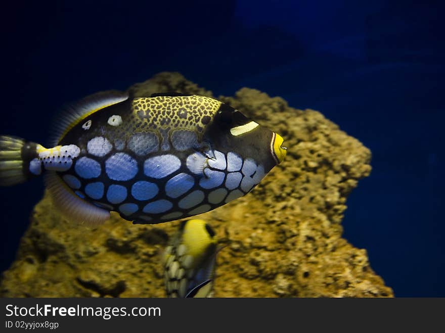 Tropical fish in the aquarium