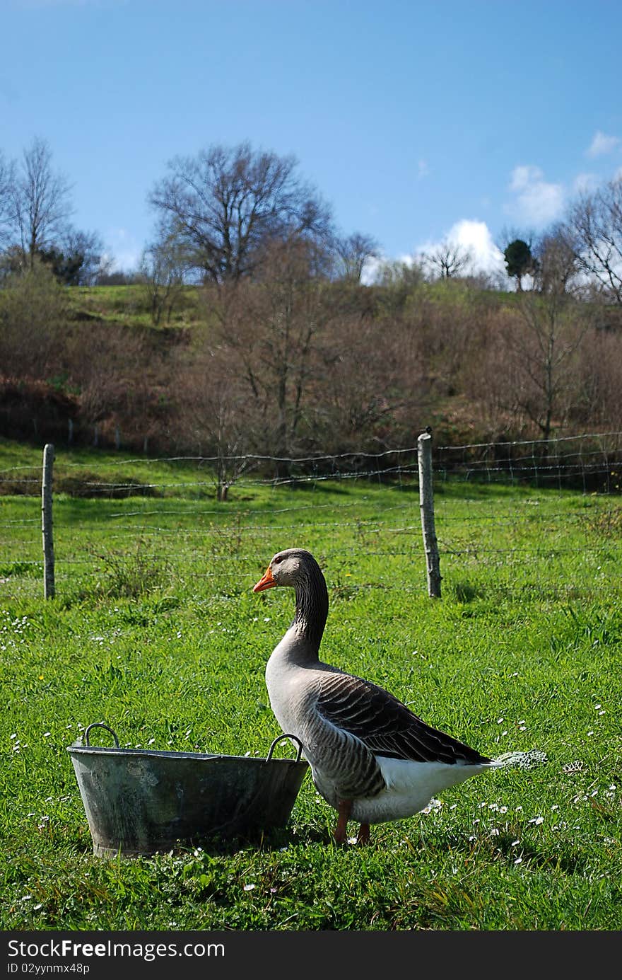 Goose in a small family organic farm in the Cantabrian mountains in Northern Spain. Goose in a small family organic farm in the Cantabrian mountains in Northern Spain