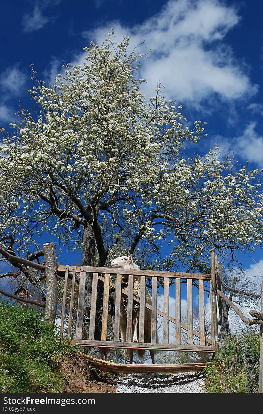 Sheep and flowering apple tree in a small family organic farm in the Cantabrian mountains in Northern Spain. Sheep and flowering apple tree in a small family organic farm in the Cantabrian mountains in Northern Spain